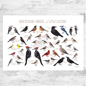 Wisconsin Backyard Birds Field Guide Art Print / Watercolor Painting Print / Birdwatching Wall Art / Nature Print / Bird Poster