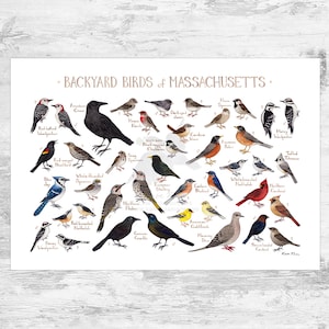Massachusetts Backyard Birds Field Guide Art Print / Watercolor Painting Print / Birdwatching Wall Art / Nature Print / Bird Poster