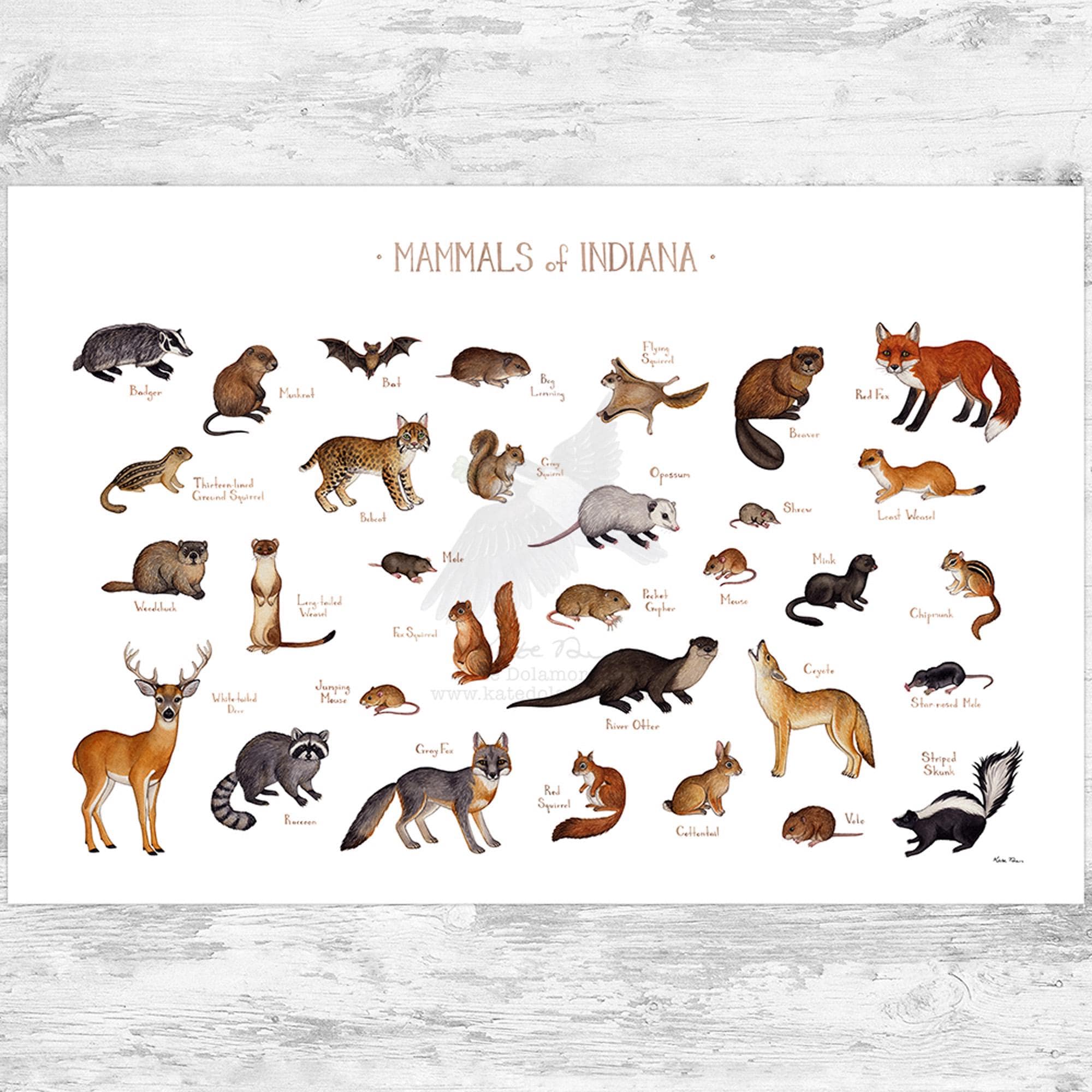 Indiana Mammals Field Guide Art Print / Animals of Indiana / Watercolor ...