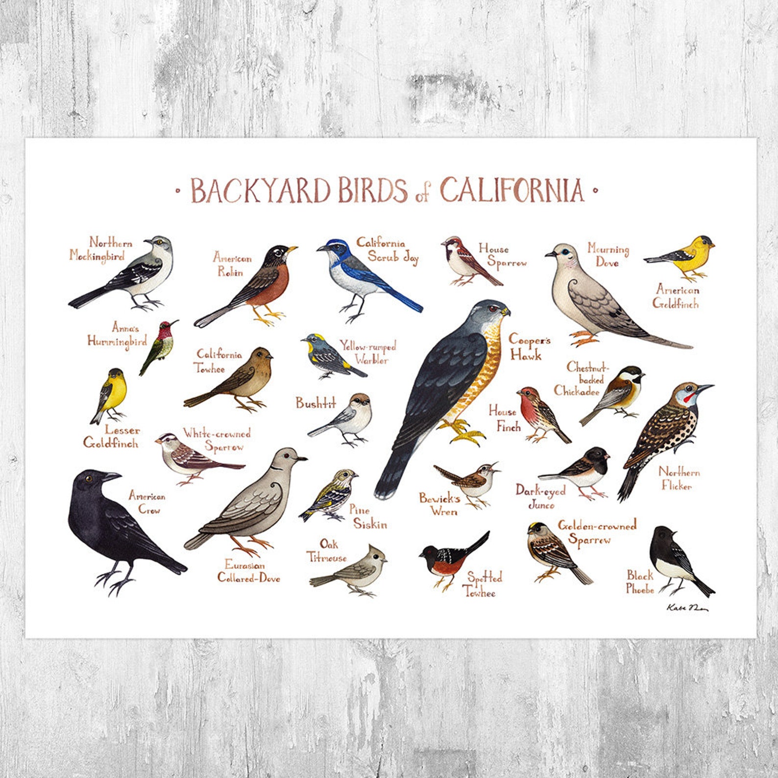 California Backyard Birds Field Guide Art Print / Watercolor Etsy