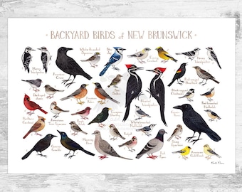 New Brunswick Backyard Birds Field Guide Art Print / Watercolor Painting / Wall Art / Nature Print / Bird Poster