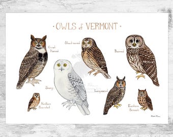 Impresión artística de la Guía de campo de los búhos de Vermont / Póster de aves rapaces en acuarela
