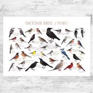 Maine Backyard Birds Field Guide Art Print / Watercolor Painting Print / Birdwatching Wall Art / Nature Print / Bird Poster