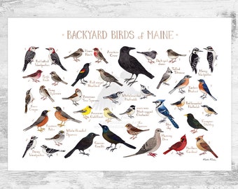 Maine Backyard Birds Field Guide Art Print / Watercolor Painting Print / Birdwatching Wall Art / Nature Print / Bird Poster