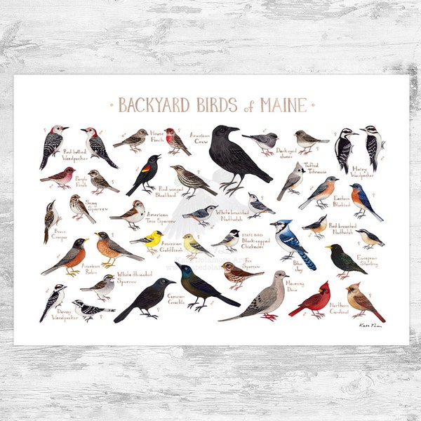 Maine Backyard Birds Field Guide Art Print / Watercolor Painting Print / Birdwatching Wall Art / Nature Print / Bird Poster