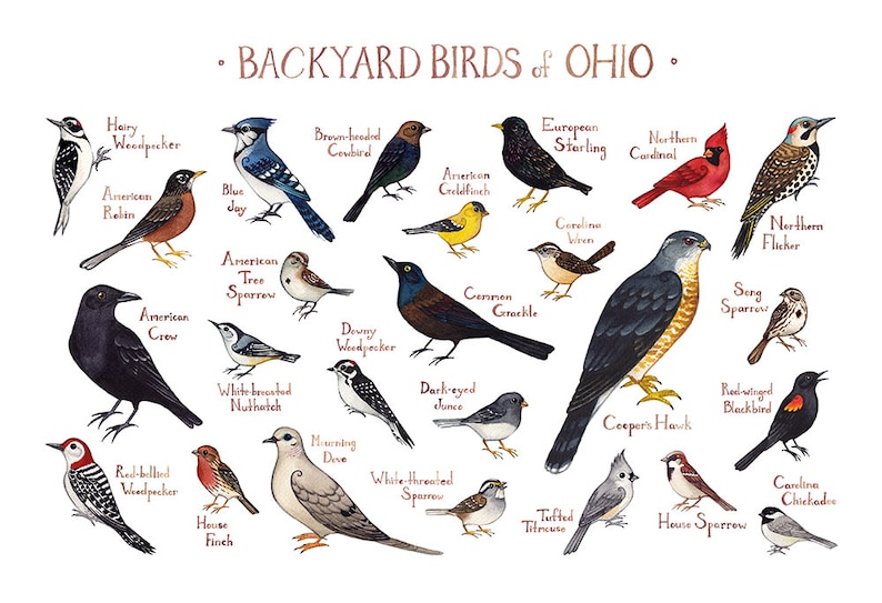 Ohio Backyard Birds Field Guide Art Print / Watercolor Etsy