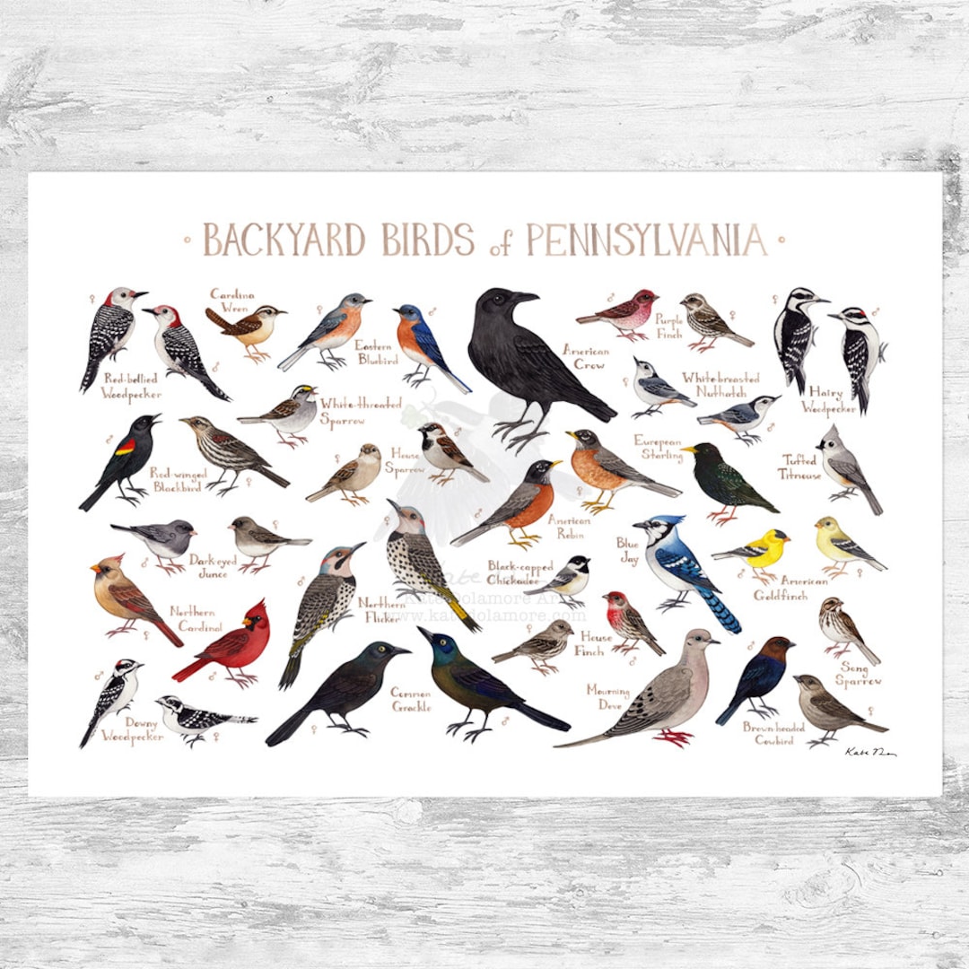 Pennsylvania Backyard Birds Field Guide Art Print / Watercolor Painting