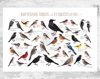 Pennsylvania Backyard Birds Field Guide Art Print / Watercolor Painting Print / Birdwatching Wall Art / Nature Print / Bird Poster