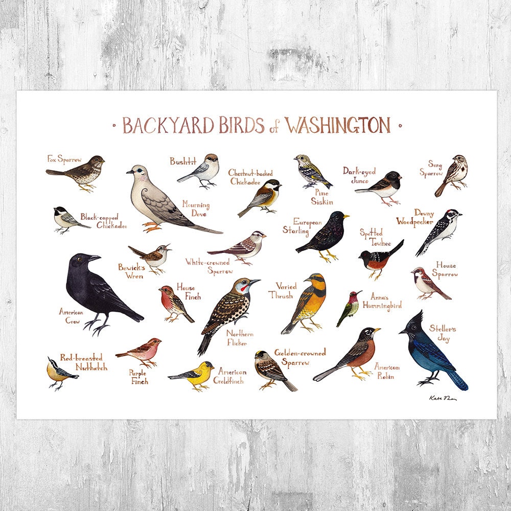 Washington Backyard Birds Field Guide Art Print / Watercolor ...