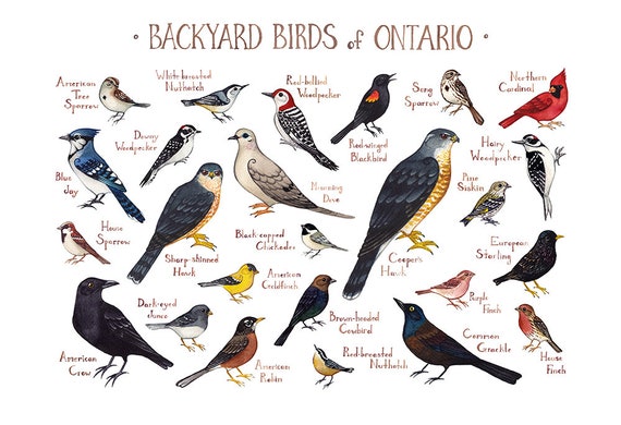 bird guide ontario Books, posters & audio.