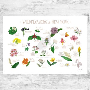 New York Wildflowers Field Guide Art Print / Common Flowers of New York / New York Native Plants Poster 19x13 (signed) inches