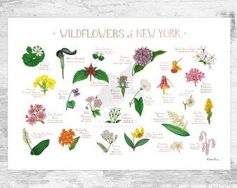 New York Wildflowers Field Guide Art Print / Common Flowers of New York / New York Native Plants Poster