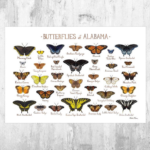 Butterflies Wall Art: Prints, Paintings & Posters