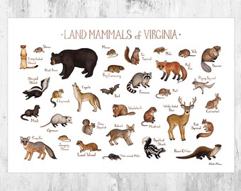 Pin on Vadállatok / Wild animals