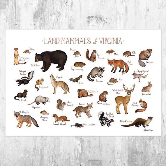 Virginia Land Mammals Field Guide Art Print / Animals of Etsy