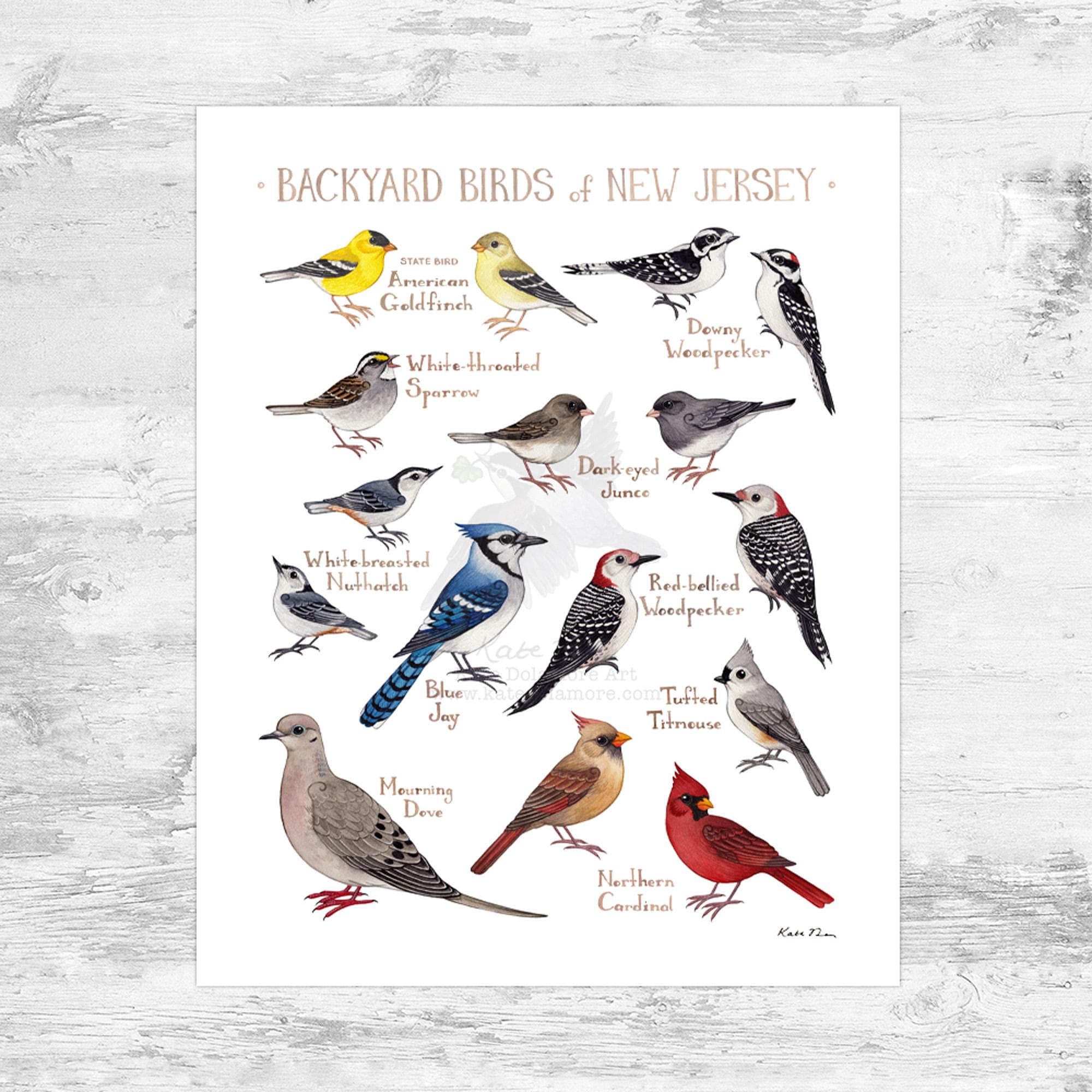 New Jersey Backyard Birds Field Guide Art Print Mini 8x10
