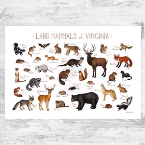 Virginia Land Mammals Field Guide Art Print  / Animals of Virginia / Watercolor Painting / Wall Art / Nature Print / Wildlife Poster