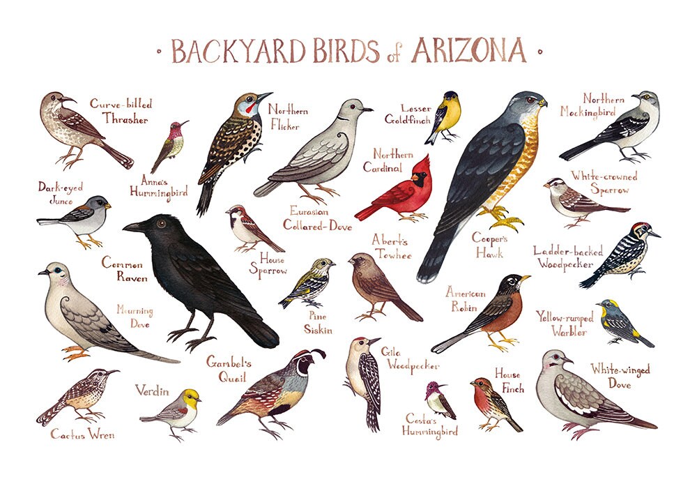 Arizona Backyard Birds Field Guide Art Print / Watercolor Etsy