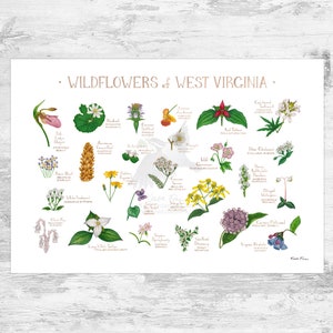 Impression d'art du guide de terrain fleurs sauvages de Virginie-Occidentale / Fleurs communes de Virginie-Occidentale / Affiche de plantes indigènes de Virginie-Occidentale
