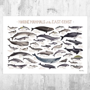 East Coast Marine Mammals Field Guide Art Print / Atlantic Ocean Animals Poster / Maine Massachusetts Maryland Virginia Carolina Georgia Art