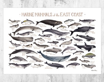 East Coast Marine Mammals Field Guide Art Print / Atlantic Ocean Animals Poster / Maine Massachusetts Maryland Virginia Carolina Georgia Art