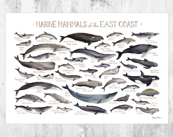May include: An illustrated guide to marine mammals of the East Coast. The poster features watercolor paintings of various whales, dolphins, seals, and other marine mammals. The names of each species are listed below the illustrations.