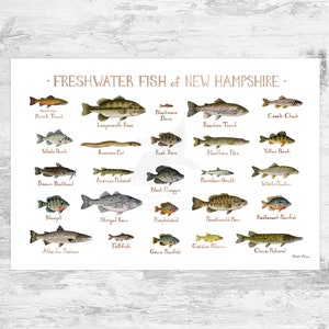 New Hampshire Freshwater Fish Field Guide Art Print / Fish Nature Study Poster
