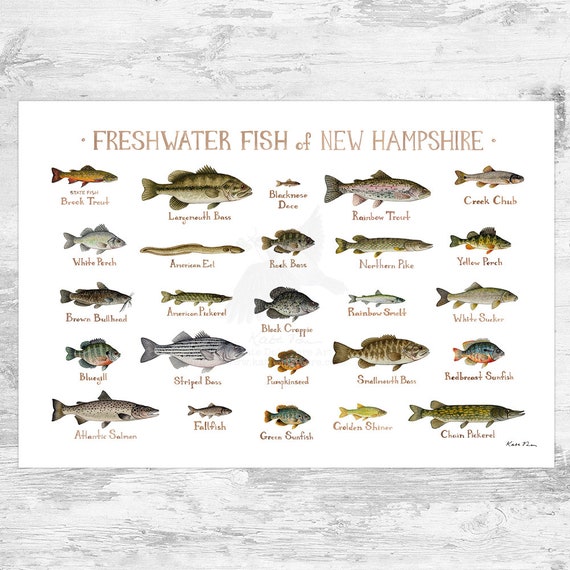 New Hampshire Freshwater Fish Field Guide Art Print / Fish - Etsy