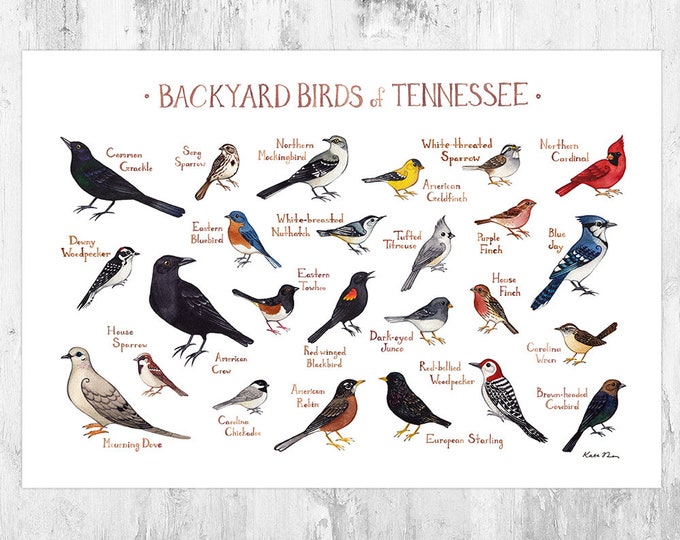 Michigan Freshwater Fish Field Guide Art Print / Fish Nature - Etsy