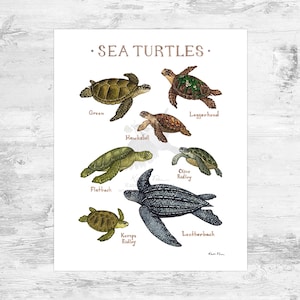 Puede incluir: Una ilustración de siete tipos diferentes de tortugas marinas, incluyendo la tortuga verde, la tortuga carey, la tortuga laúd, la tortuga boba, la tortuga golfina, la tortuga olivácea y la tortuga plana. La ilustración está realizada en estilo acuarela y presenta dibujos detallados de cada tortuga.