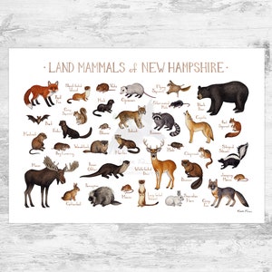 New Hampshire Land Mammals Field Guide Art Print  / Animals of New Hampshire / Watercolor Painting / Nature Art Print / Wildlife Poster