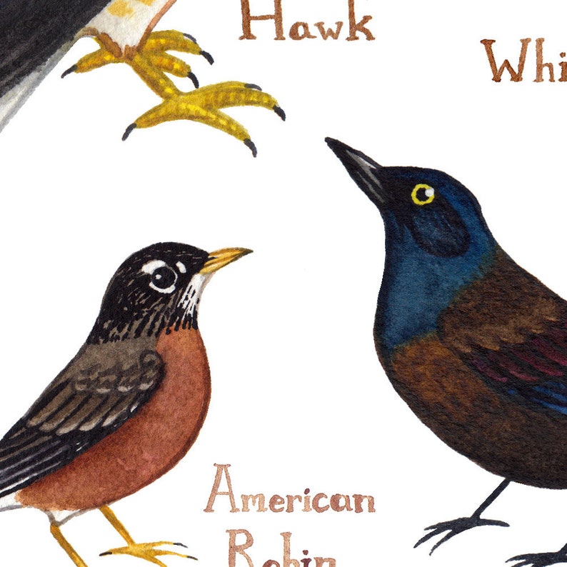 Quebec Backyard Birds Field Guide Art Print / Watercolor Etsy