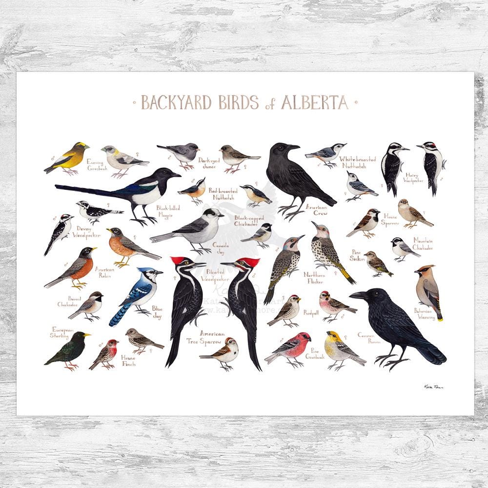 Alberta Backyard Birds Field Guide Art Print / Watercolor Painting