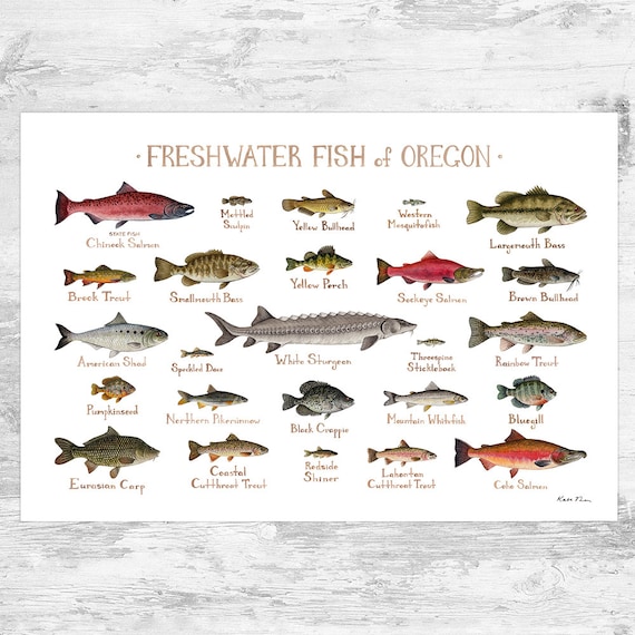 Oregon Freshwater Fish Field Guide Art Print / Fish Nature Study