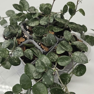 May include: A collection of Hoya plants in small square plastic pots, featuring trailing vines with thick, dark green, oval-shaped leaves that have prominent silver-colored speckling or splash patterns across their surfaces.