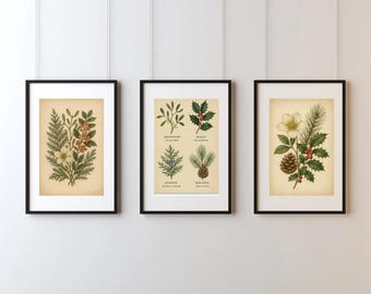 May include: Three framed botanical prints featuring illustrations of winter foliage. The prints include images of juniper, mistletoe, holly, pine cones, and white flowers. The frames are black and the prints have a vintage aesthetic.