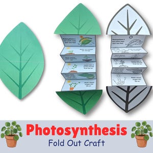Peut inclure: Un projet d'artisanat en papier en forme de feuille illustrant la photosynthèse. Il comprend une couverture en forme de feuille verte et deux inserts pliés en accordéon avec des schémas et du texte expliquant comment les plantes se nourrissent.