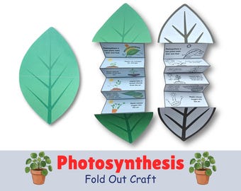 Photosynthesis Sequence and Facts Accordion Folding Surprise Science Craft Activity (Digital Download)