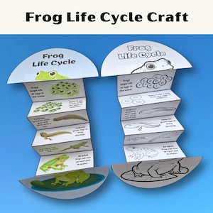 May include: Two accordion-folded paper crafts illustrating the frog life cycle. One version is in full color, and the other is in black and white for coloring. Both feature the text Frog Life Cycle and descriptive labels for each developmental stage.