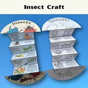 Puede incluir: Dos manualidades de papel plegadas en acordeón tituladas Insects. Una está coloreada con ilustraciones de mariquita, mosca, saltamontes, abeja y flores. La otra es una versión en blanco y negro para colorear. Ambas incluyen texto sobre anatomía de insectos.