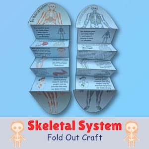 May include: Two accordion-style fold-out paper crafts titled The Skeletal System, featuring educational diagrams and text about human anatomy, including illustrations of bones, joints, and muscles, with a light blue background and two small skeleton icons.