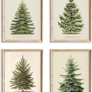 May include: Four framed botanical prints depicting different evergreen trees. Each print shows a detailed illustration of a tree species, in shades of green and brown. The prints are in wooden frames, set against a cream-coloured background.