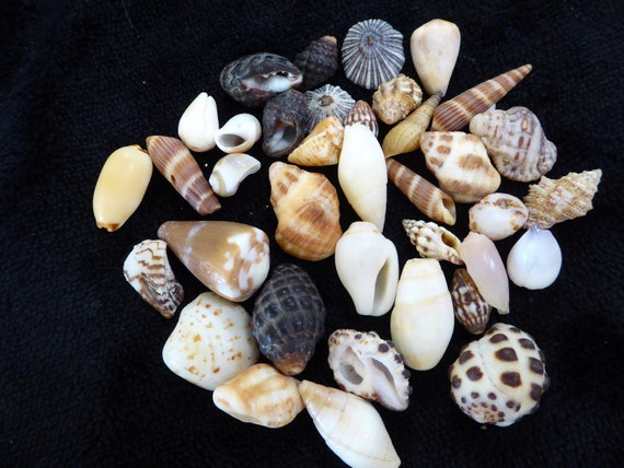 Mini / Small Conch Shell Details - Aloha Hula Supply