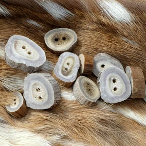May include: A collection of antler buttons with a natural, organic aesthetic. The buttons are a mix of light gray and brown, with two holes each. They are arranged on a backdrop of brown and white fur.