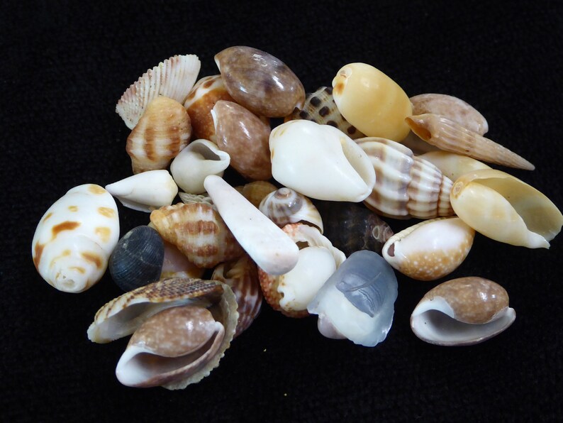 Tan Shells 1oz Very Small Hawaiian Shells, Seashells From Hawaii, South Seas ...
