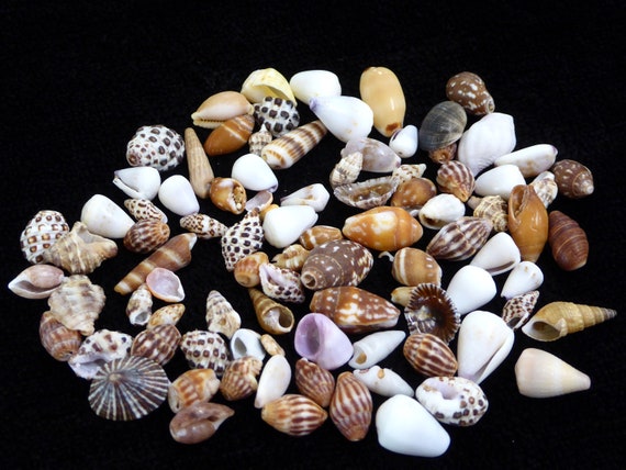 Sea shells as souvenirs of a Hawaii vacation