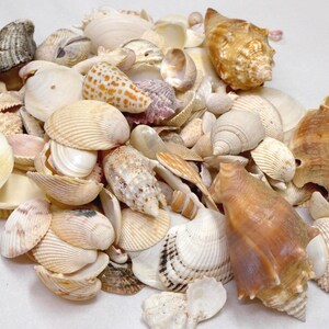 1lb Florida Seashells a Nice Variety, Big Bundle Natural Seashells