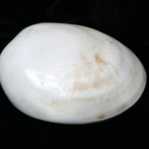 May include: A smooth, rounded white seashell with a polished surface. The shell features subtle, irregular light brown mottled markings across its curved exterior, showcasing a natural, organic texture and a glossy, off-white color profile.