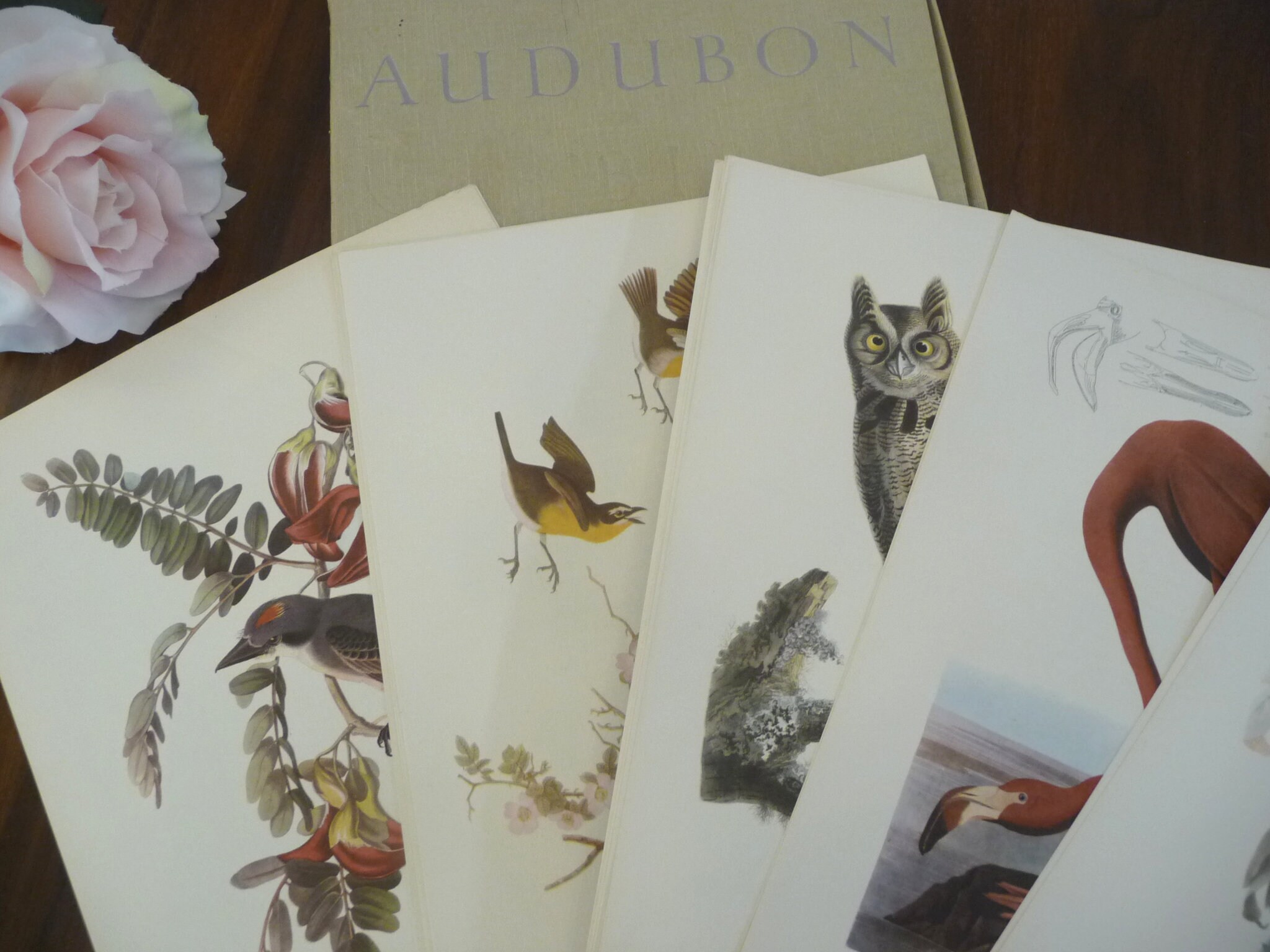 Audubon Birds of America with Roger Tory Peterson 46/50 Size 9"x12"  NEW LOW PRICE!!!!