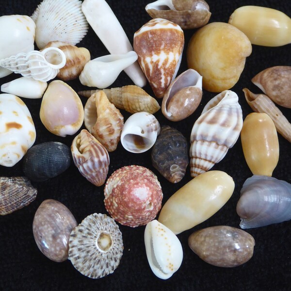 Shells From Hawaii Etsy